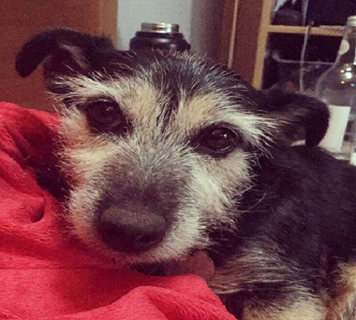 Meet the lovely Jack Russel Ebony…