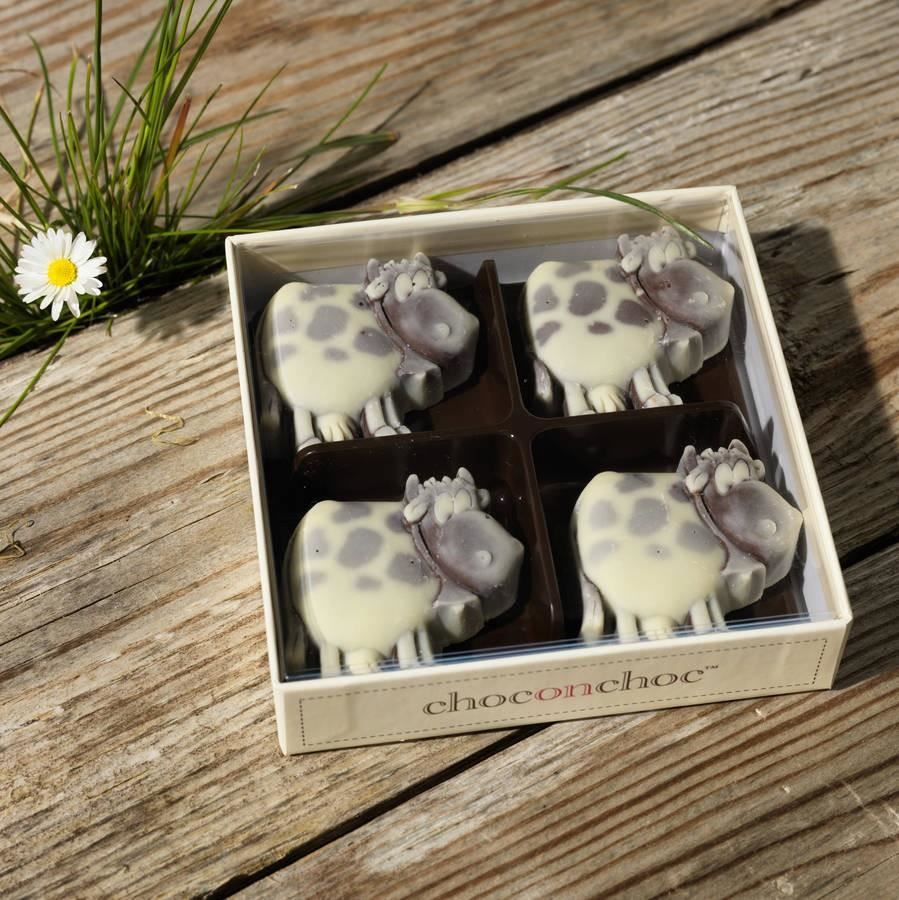 Chocolate Cows