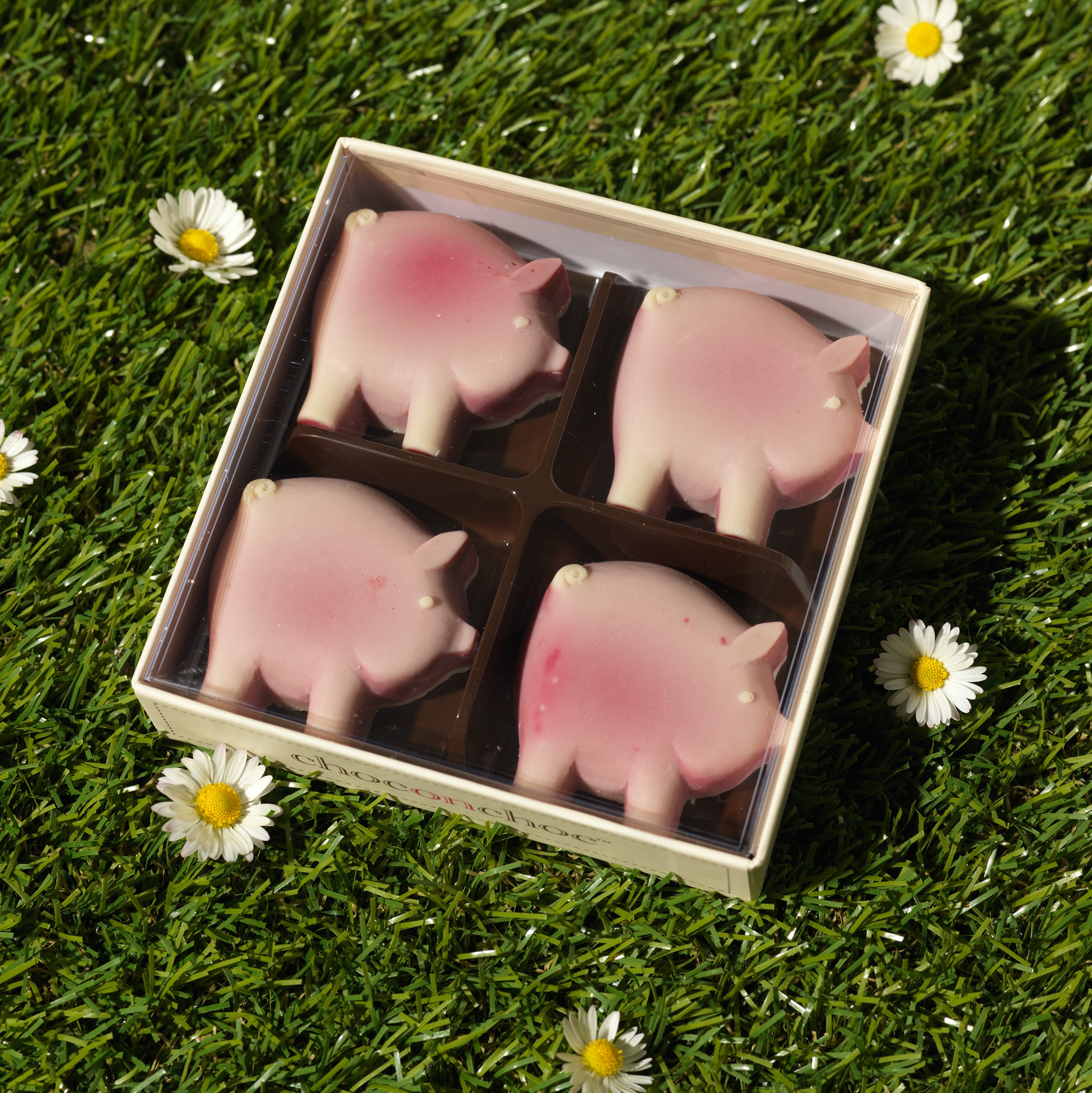 Chocolate Pigs Four Box