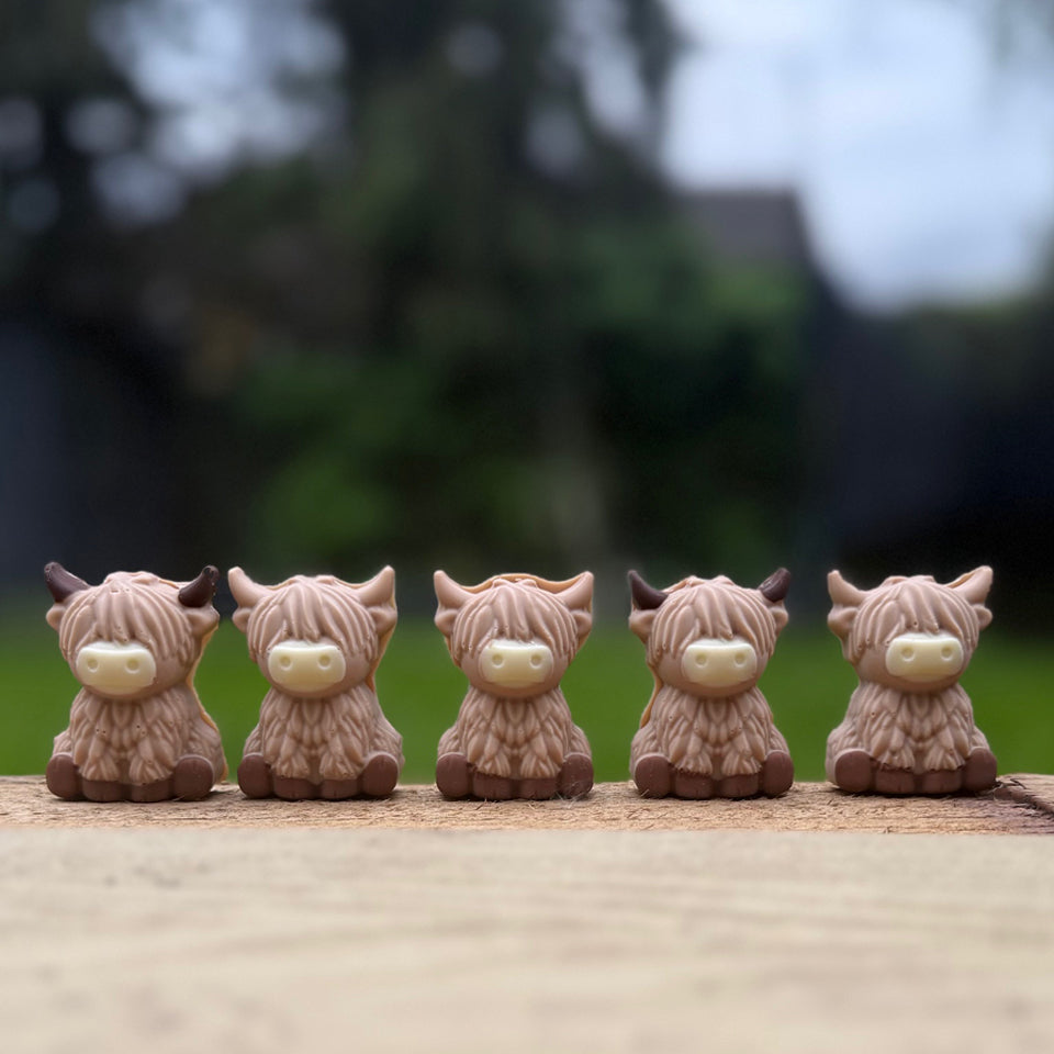 Chocolate Highland Cows