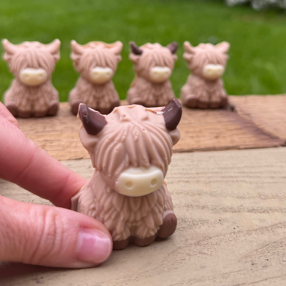 Chocolate Highland Cows
