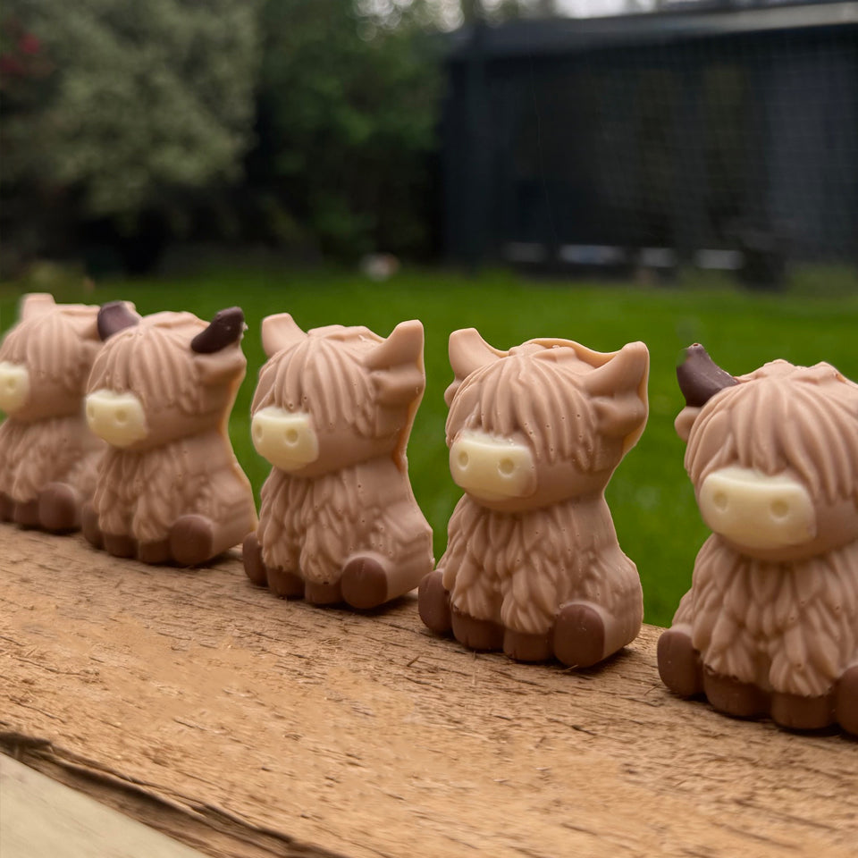 Chocolate Highland Cows